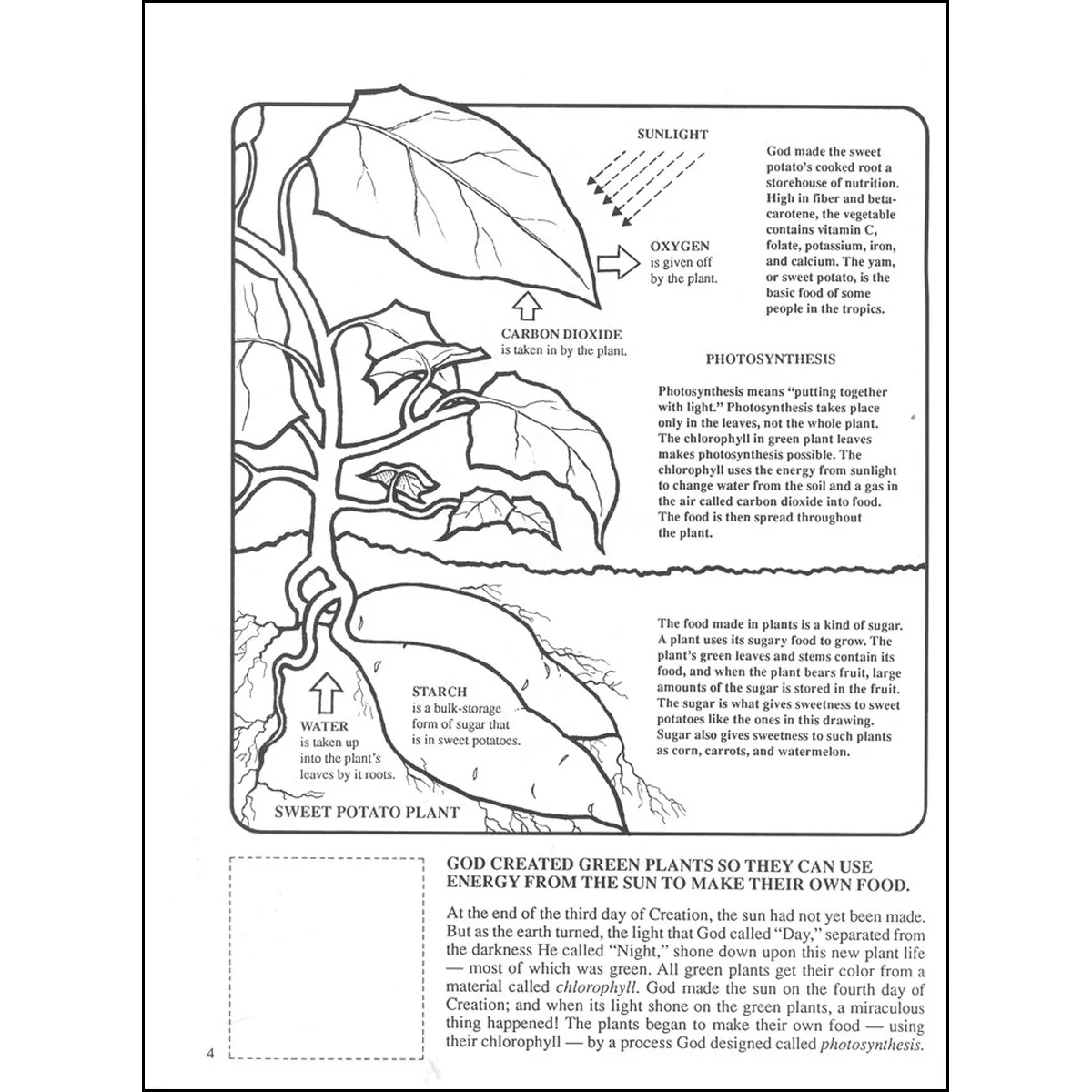 God Created The Plants And Trees (Paperback) - Image 3